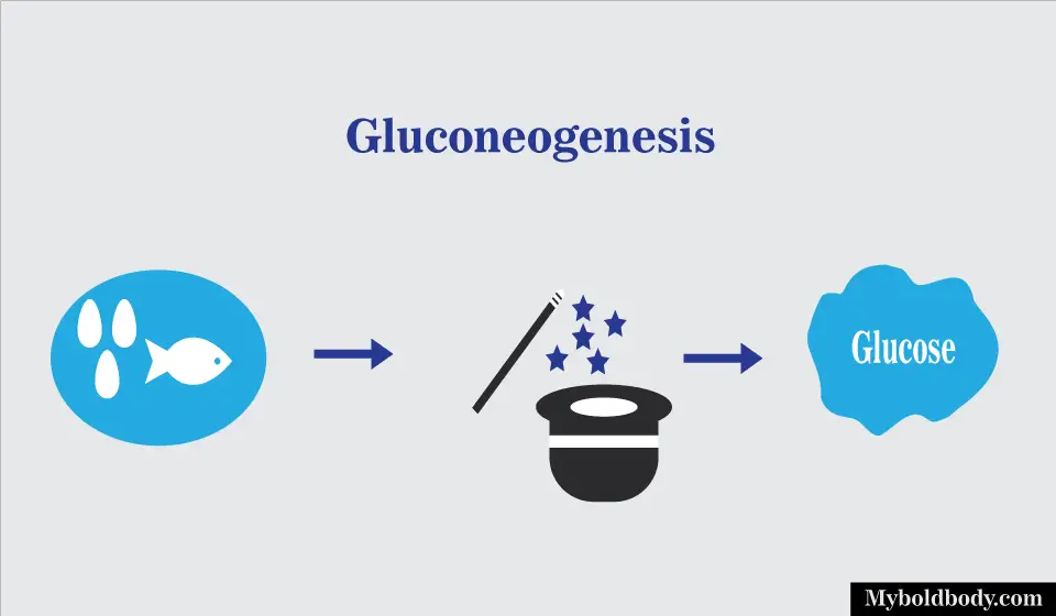 Gluconeogenesis and why its important 