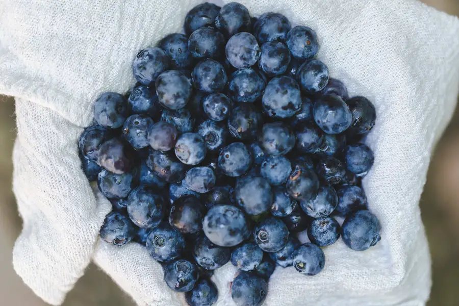 Blueberries keto fruit