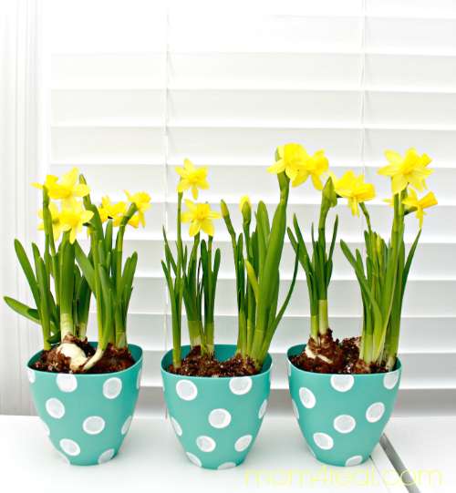 DIY Spring Polka Dot Planters